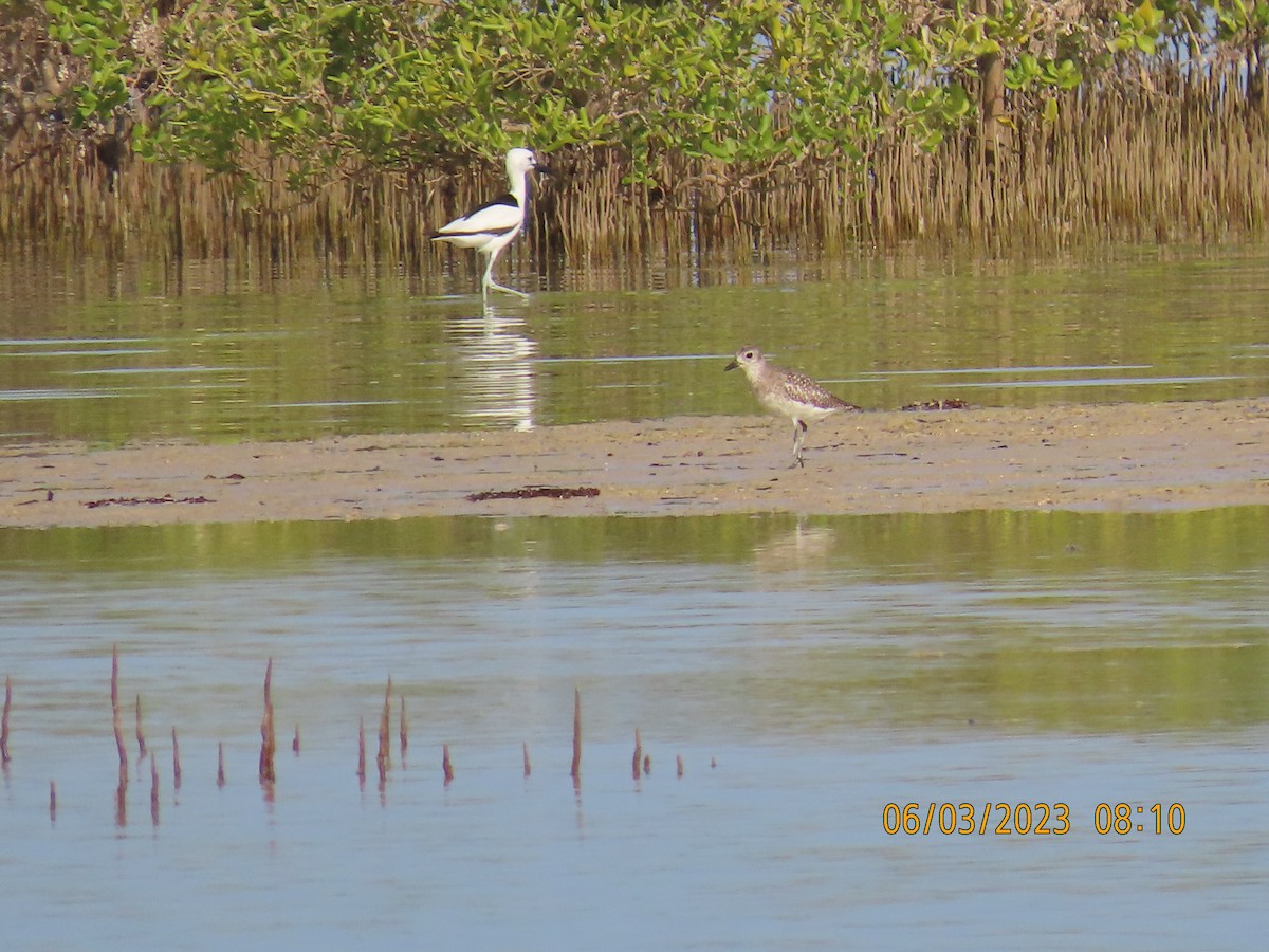 Black-bellied Plover - ML580623281