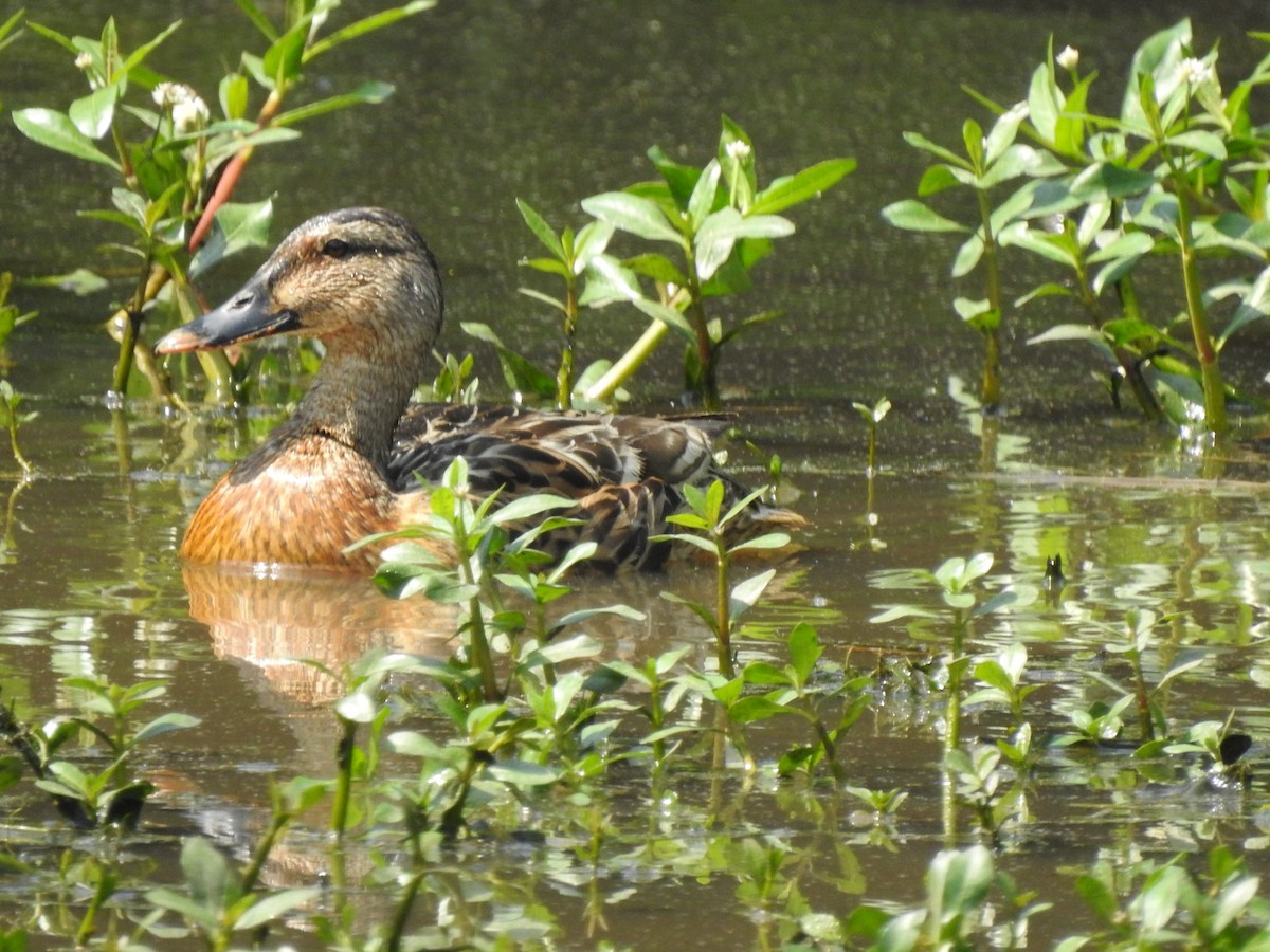 Mallard - ML580624731