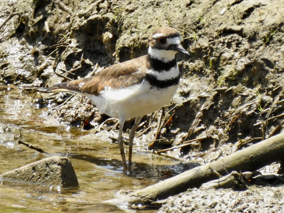 Killdeer - ML580624781