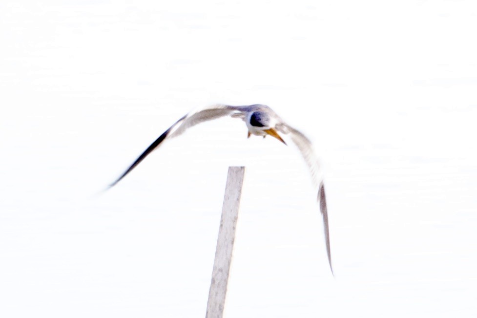 Large-billed Tern - ML580624861
