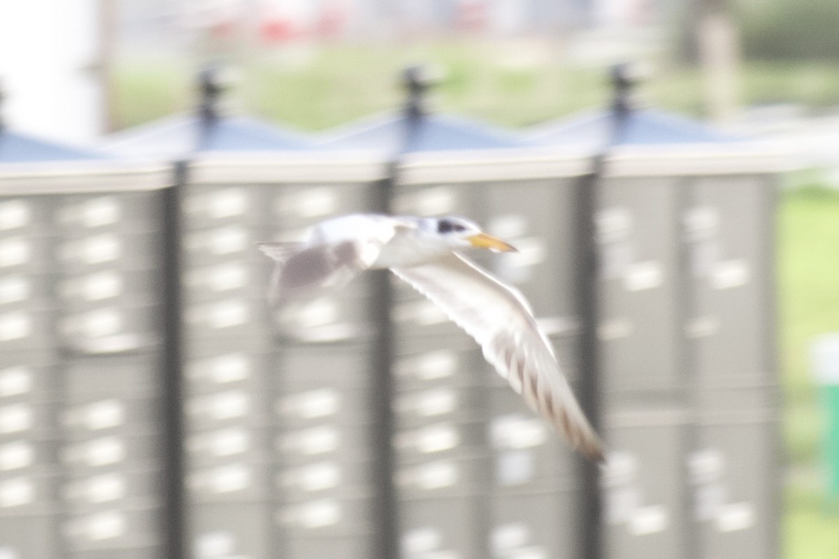 Large-billed Tern - ML580624871