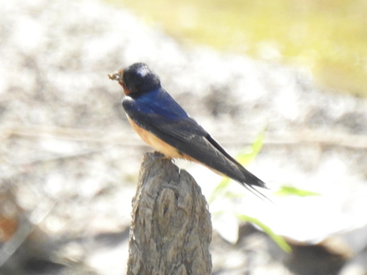 Barn Swallow - ML580624941