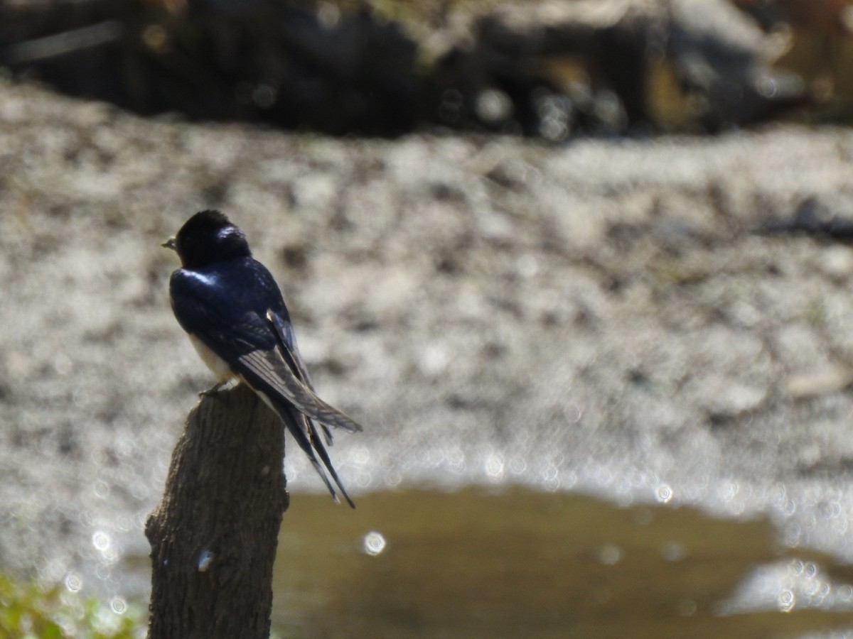 Barn Swallow - ML580624951