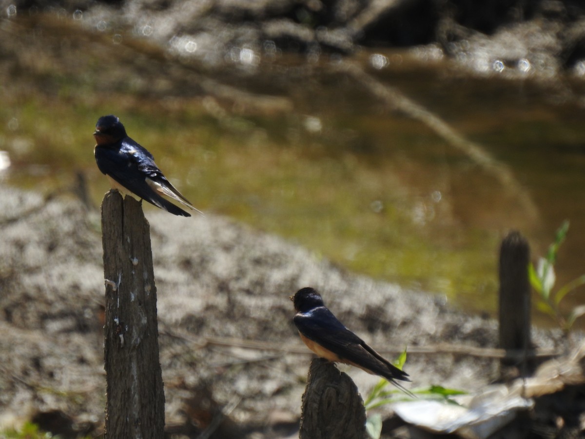 Barn Swallow - Nan Dewire