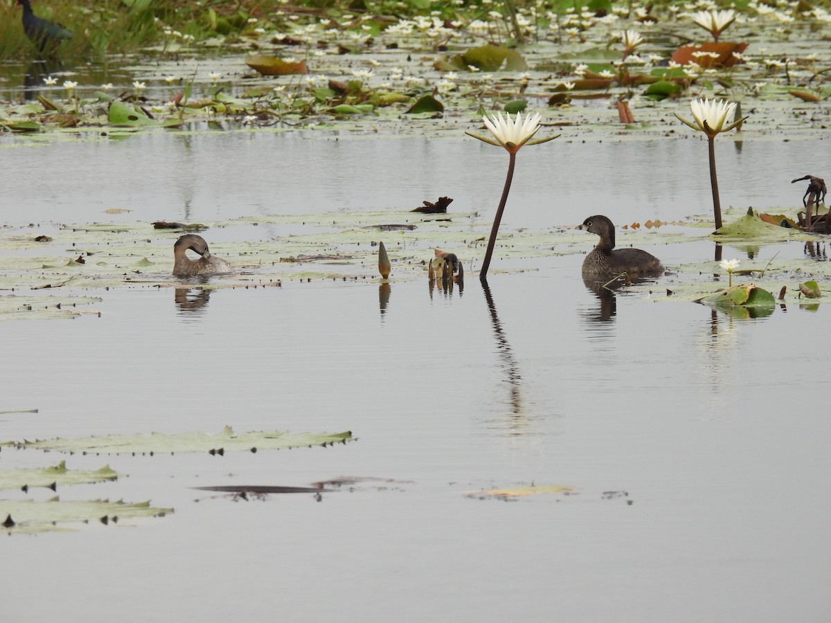 Pied-billed Grebe - ML580625111