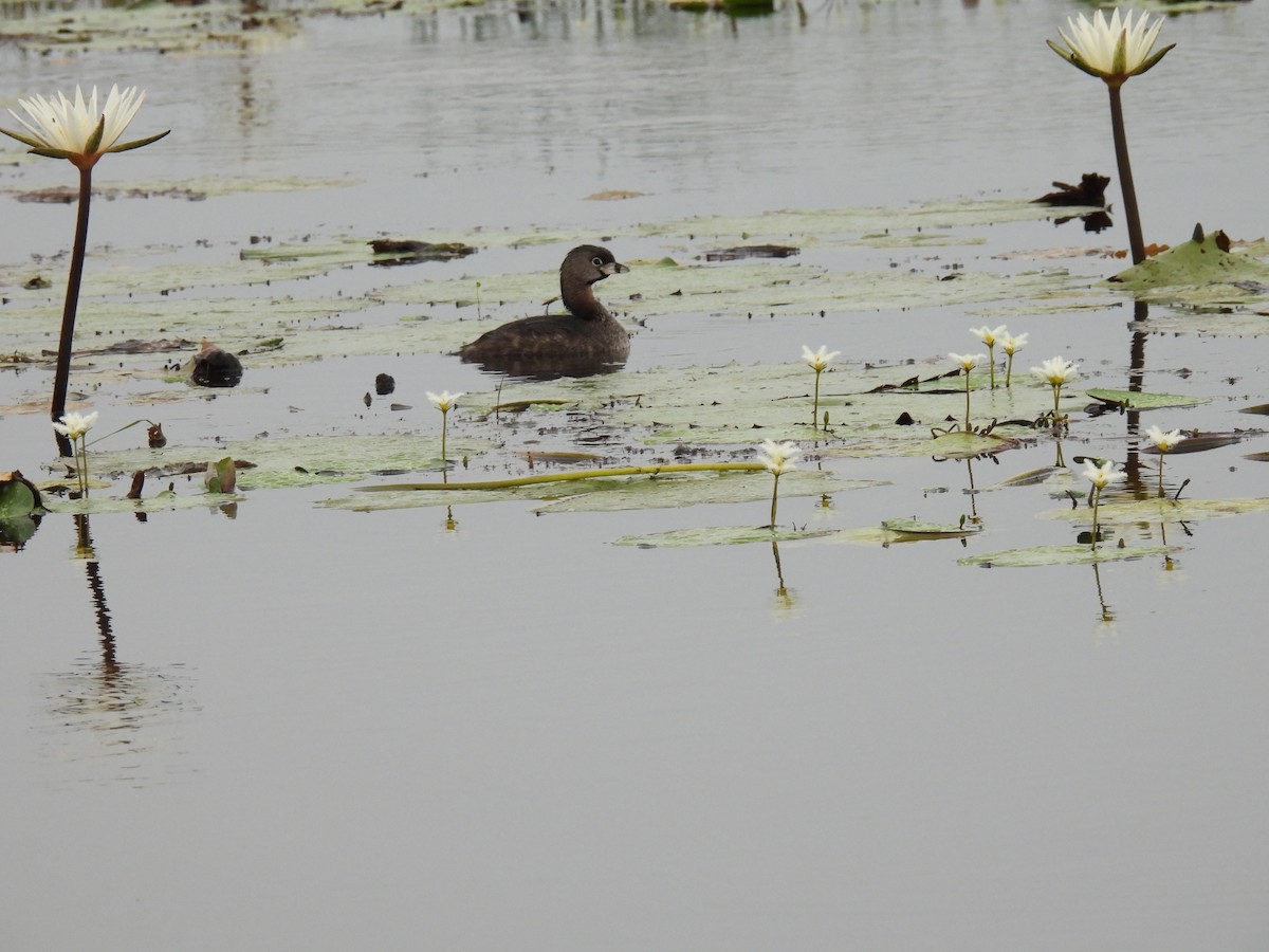 Pied-billed Grebe - ML580625201