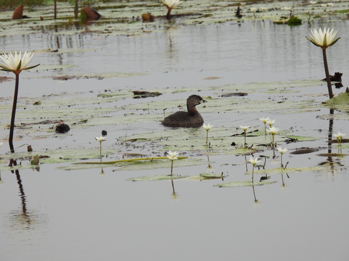 Pied-billed Grebe - Howard Friedman