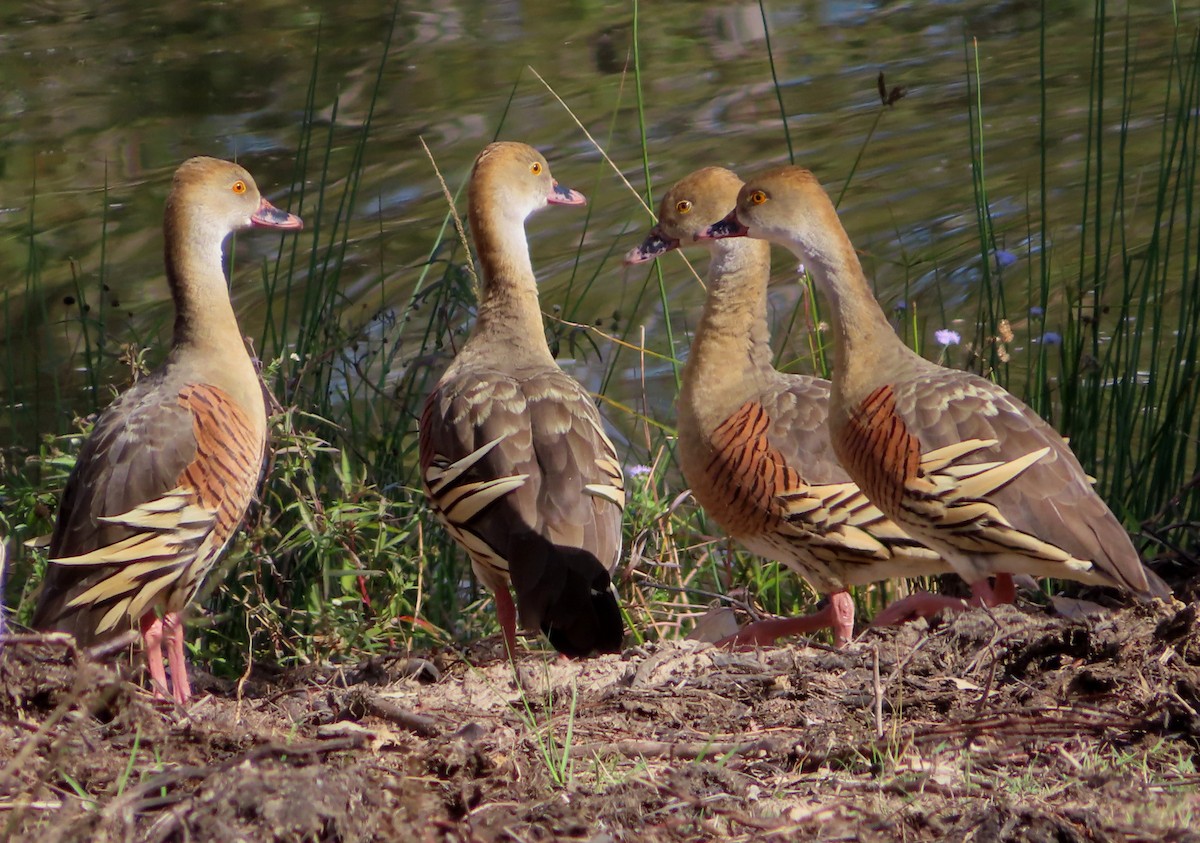 Plumed Whistling-Duck - ML580625641