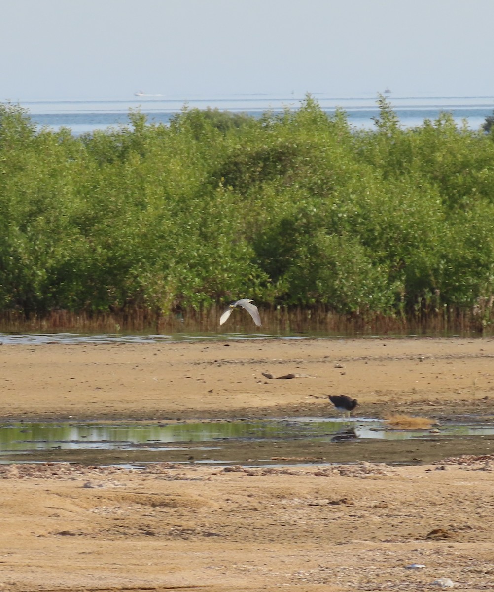 綠簑鷺 - ML580628161