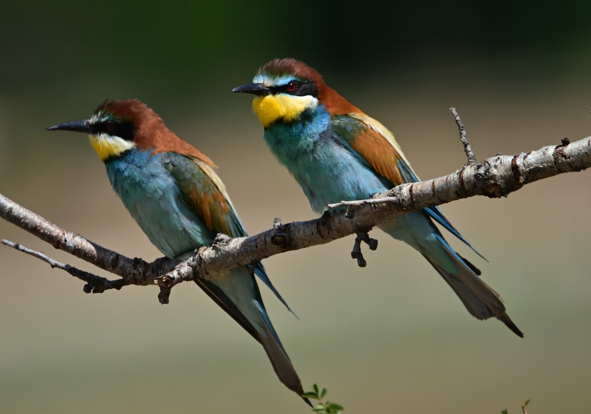 European Bee-eater - Mu Sano