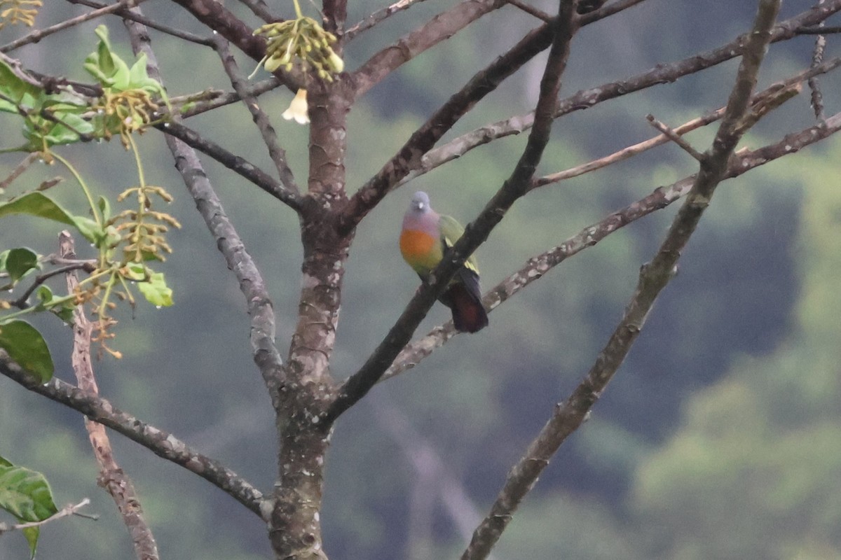 Pink-necked Green-Pigeon - ML580628391