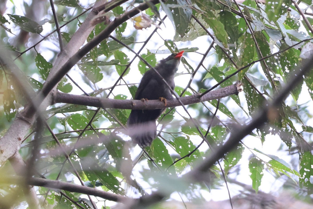 Bare-headed Laughingthrush - ML580628851