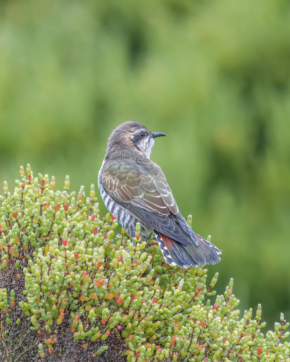 Horsfield's Bronze-Cuckoo - Ben Johns