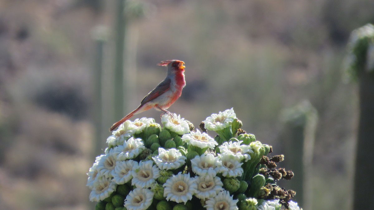 Cardinal pyrrhuloxia - ML580630011