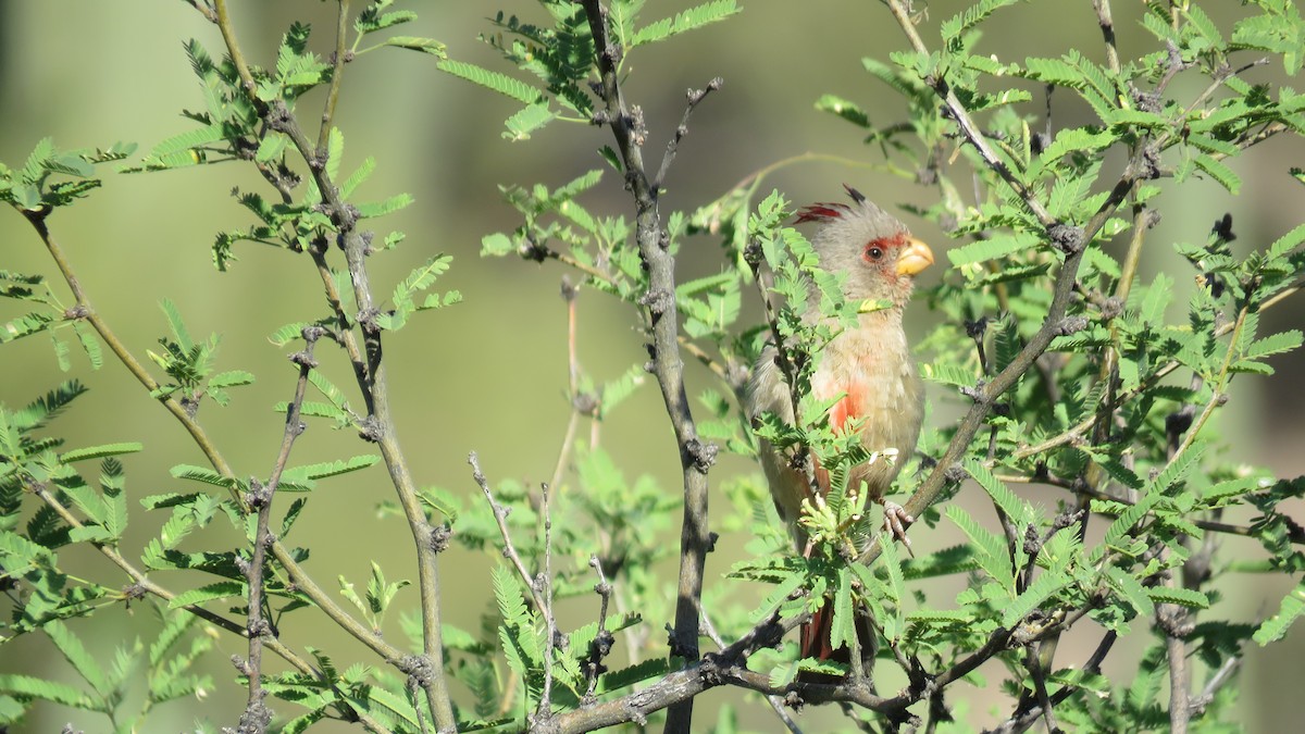 Pyrrhuloxia - Rick Robinson