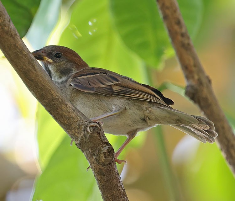 Eurasian Tree Sparrow - ML580630211