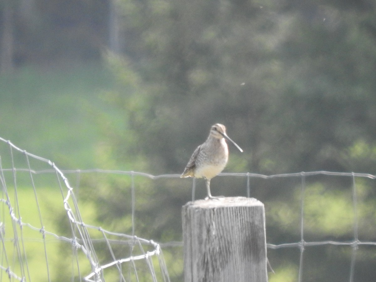 Wilson's Snipe - ML580630251