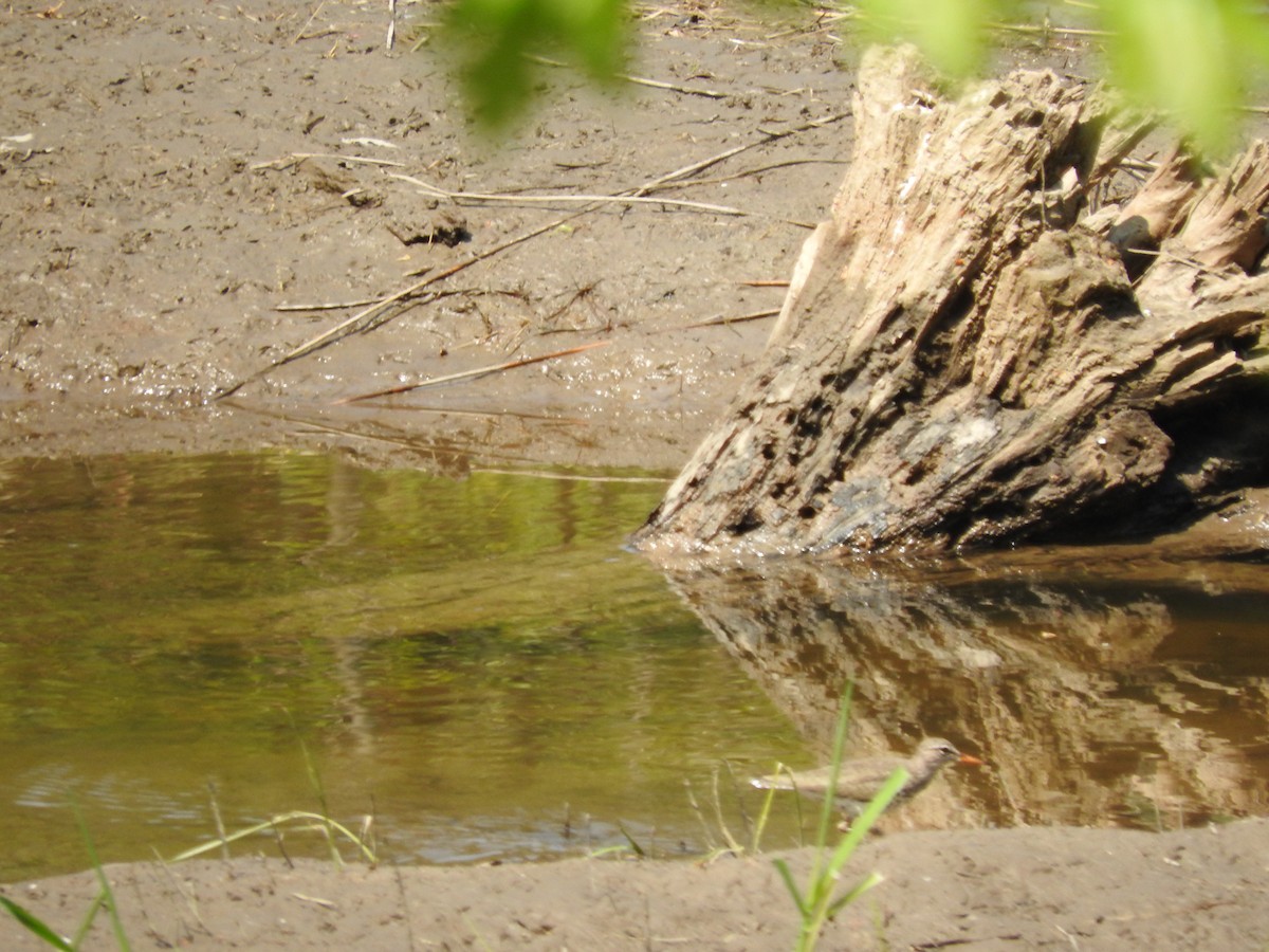 Spotted Sandpiper - ML580630861