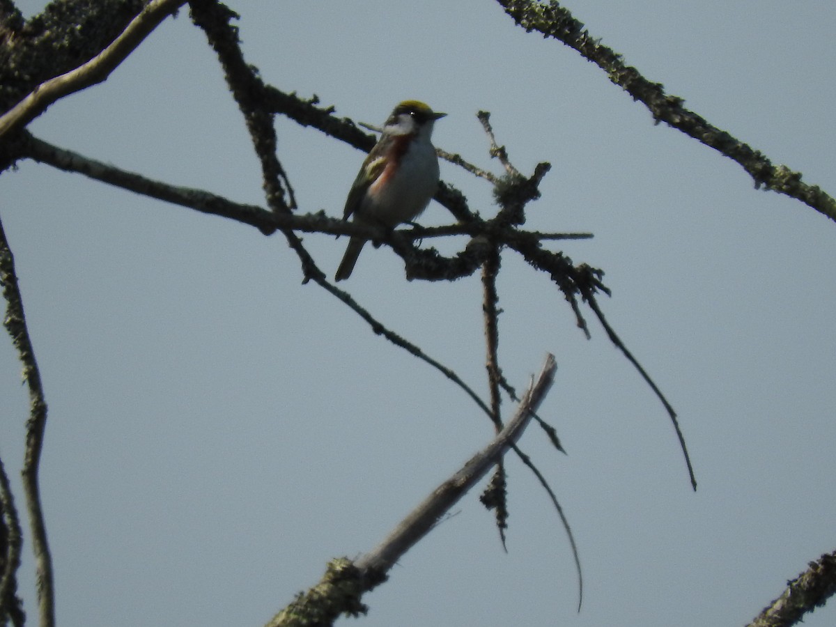 Chestnut-sided Warbler - ML580631241