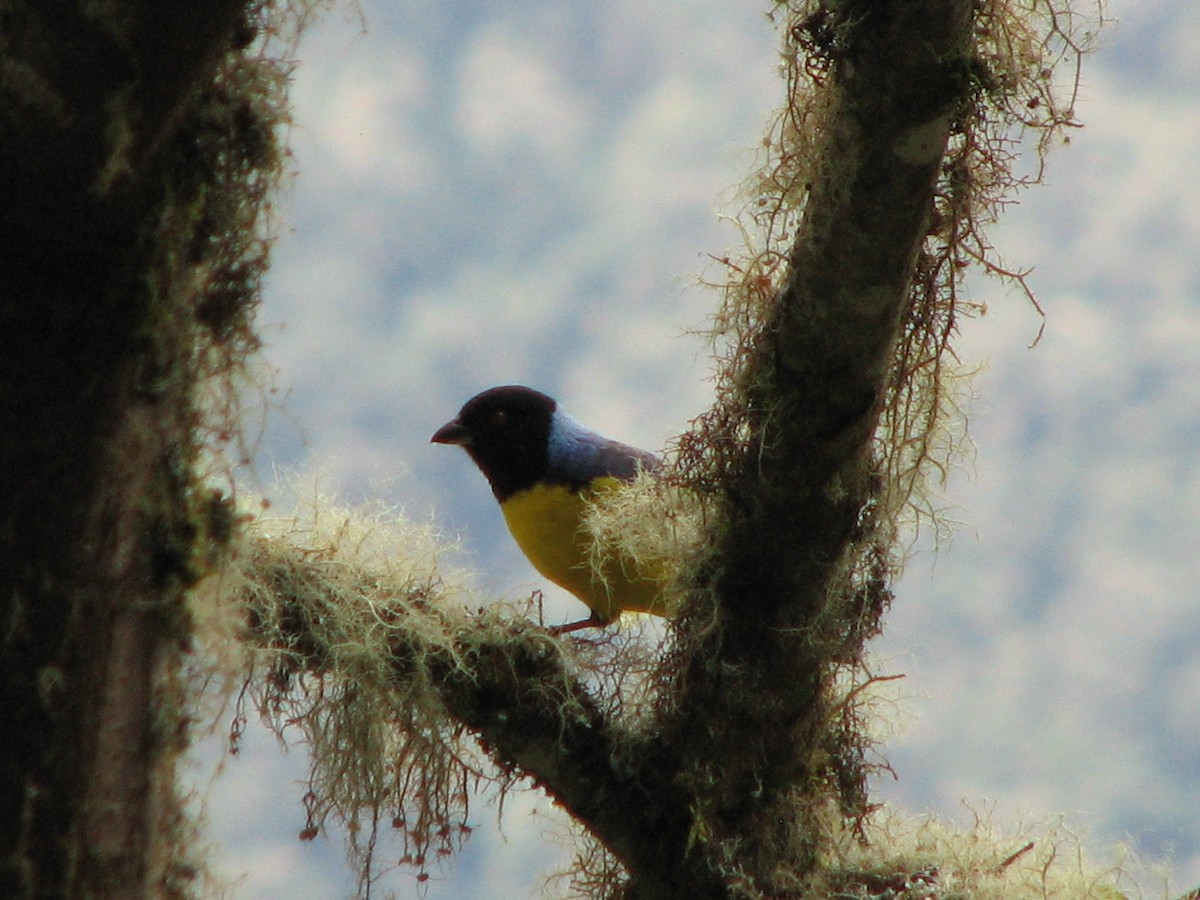 Hooded Mountain Tanager - Hugo Garcia-Soliz