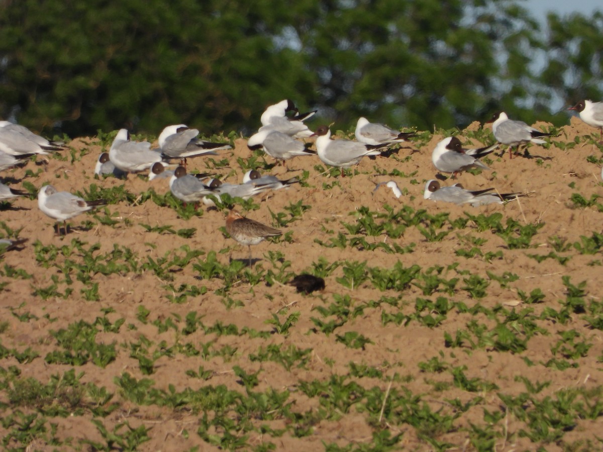 Black-tailed Godwit - ML580633451