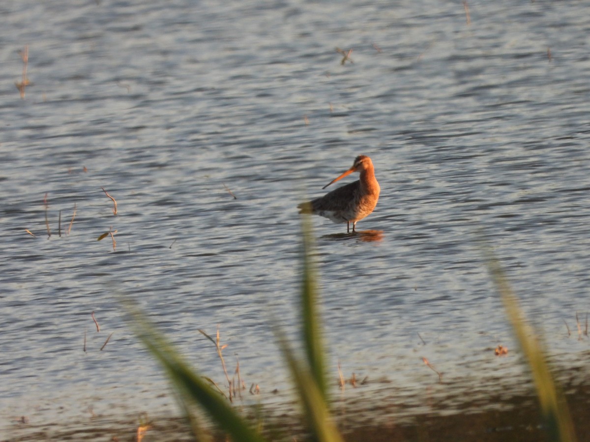 Black-tailed Godwit - ML580633461