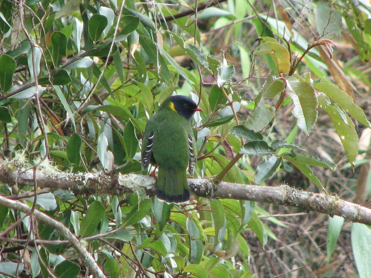 Cotinga à queue rayée - ML580633541