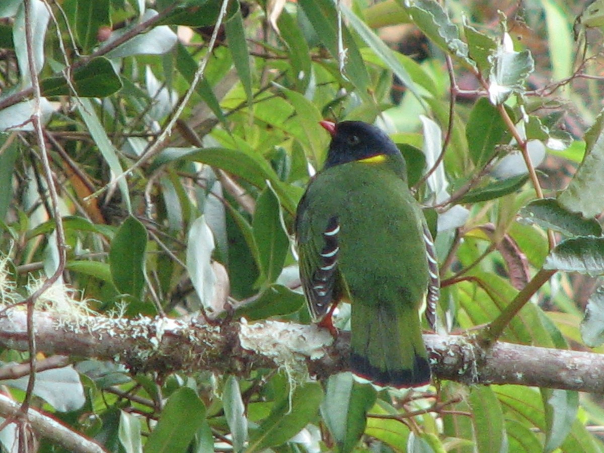 Band-tailed Fruiteater - ML580633551