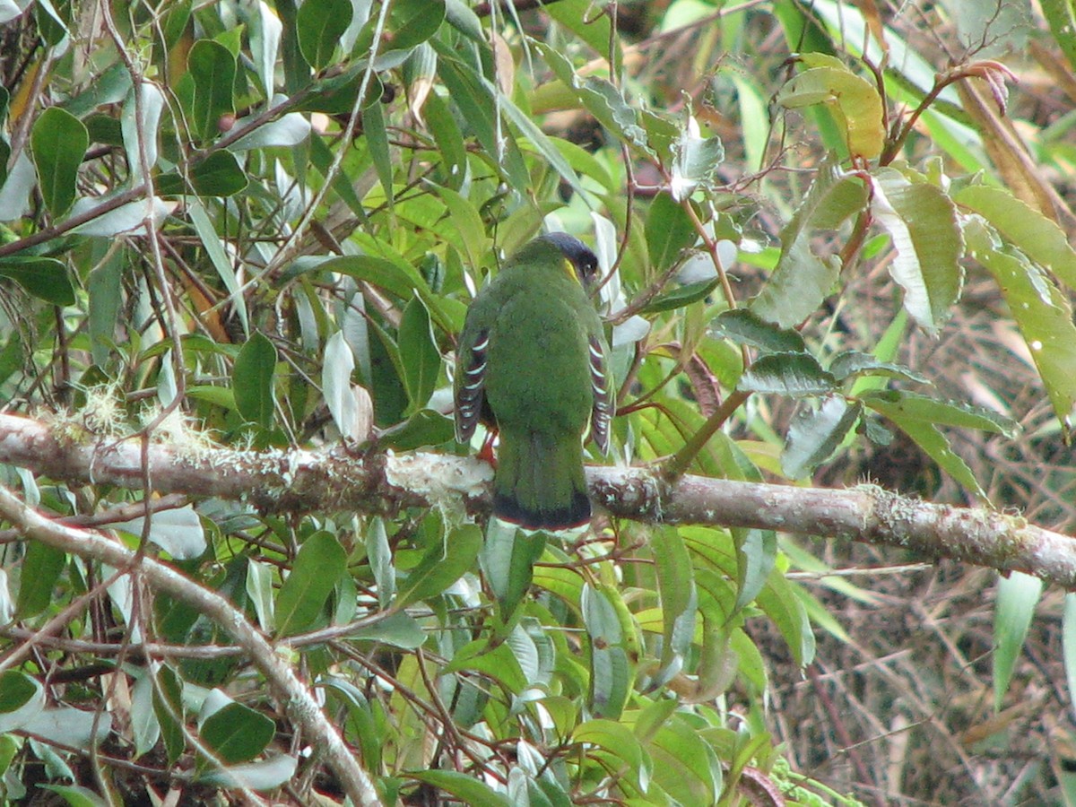 Band-tailed Fruiteater - ML580633561