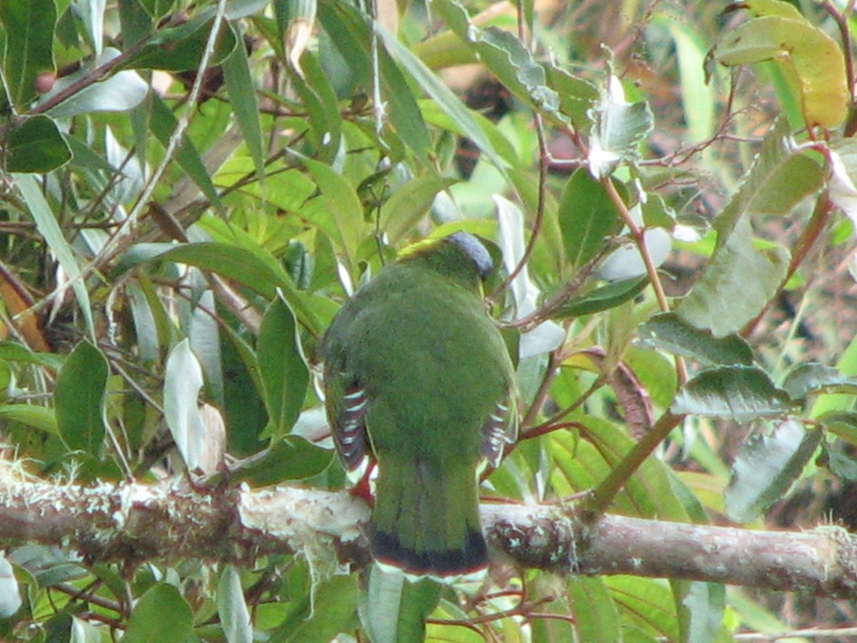 Band-tailed Fruiteater - ML580633571