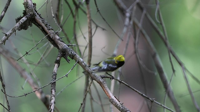Black-throated Green Warbler - ML580633851