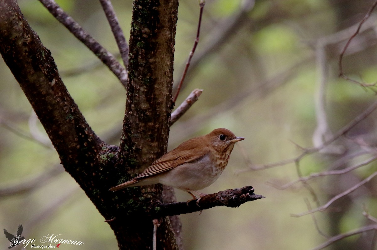 Veery - Serge Morneau