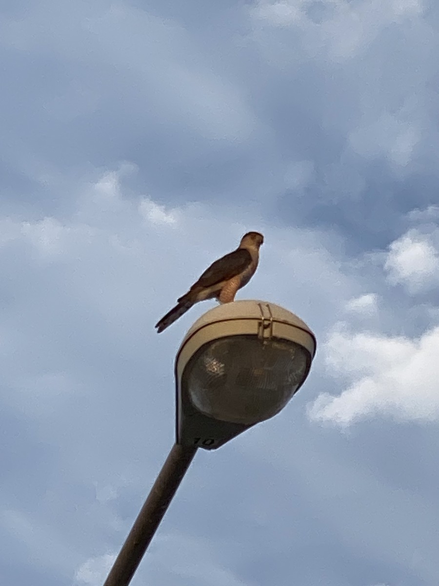 Cooper's Hawk - ML580635161