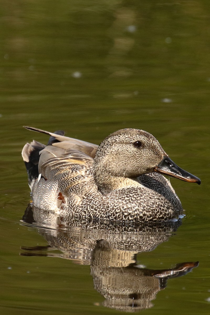 Gadwall - Frank Thierfelder