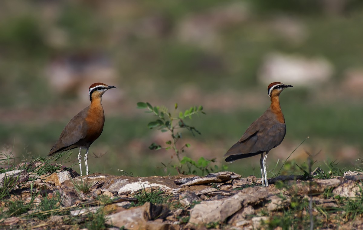 Indian Courser - ML580636301