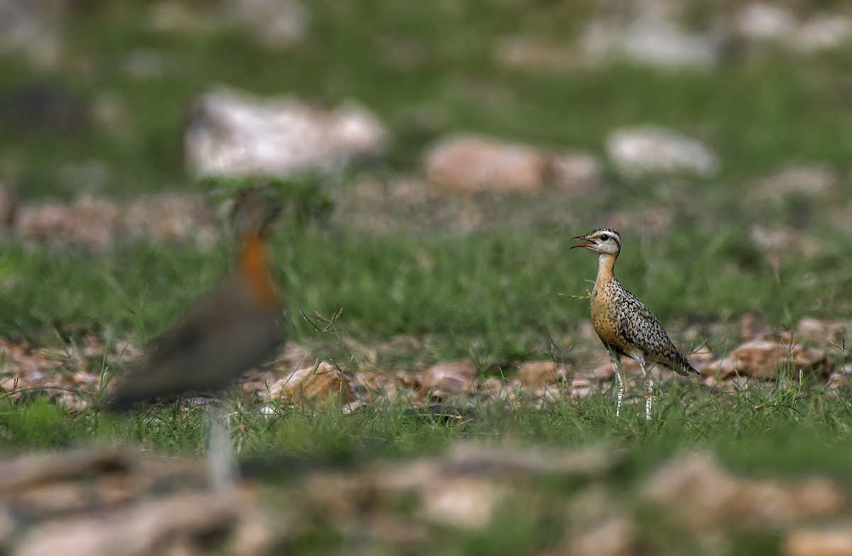 Indian Courser - ML580636311