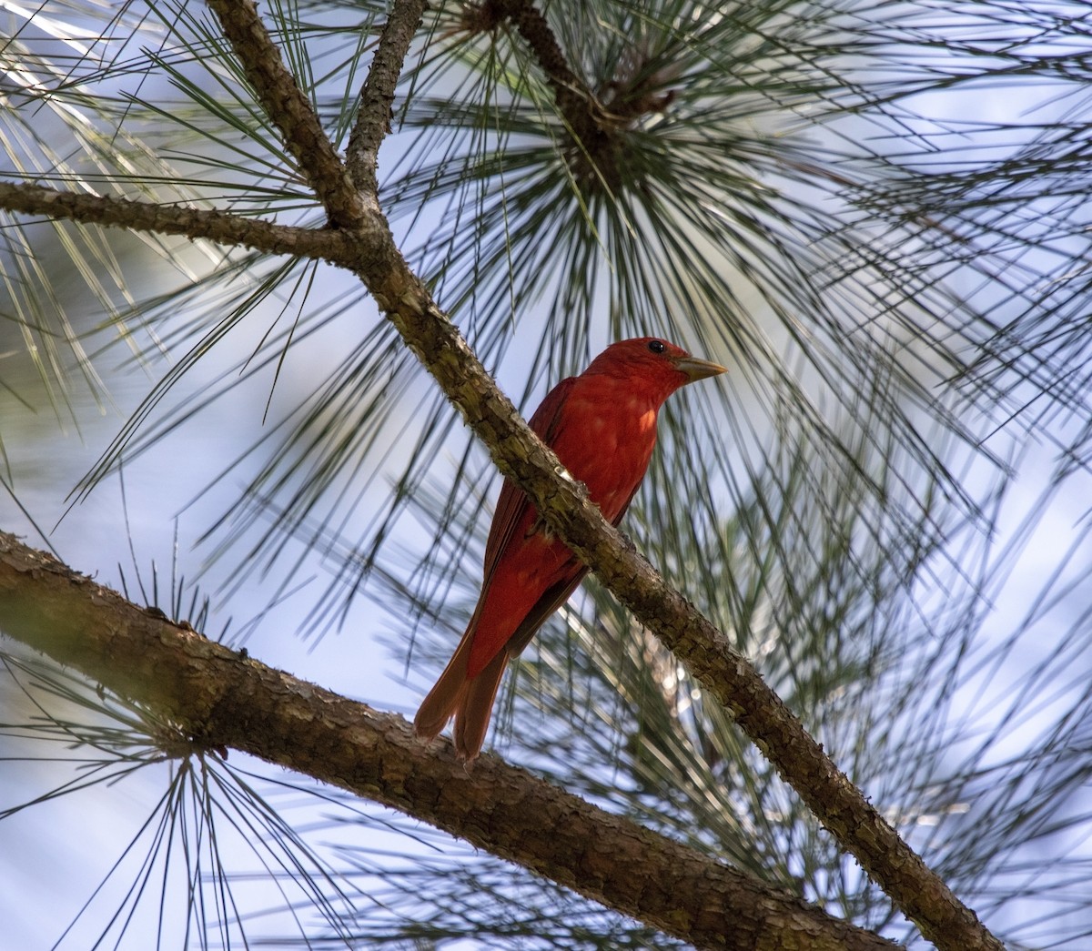 Summer Tanager - ML580636441