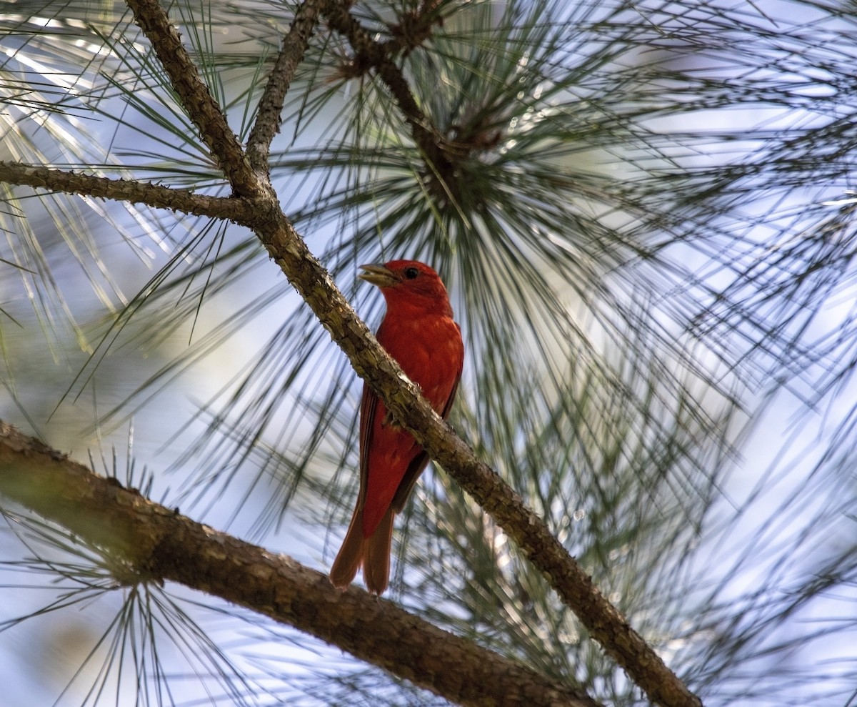 Summer Tanager - ML580636451