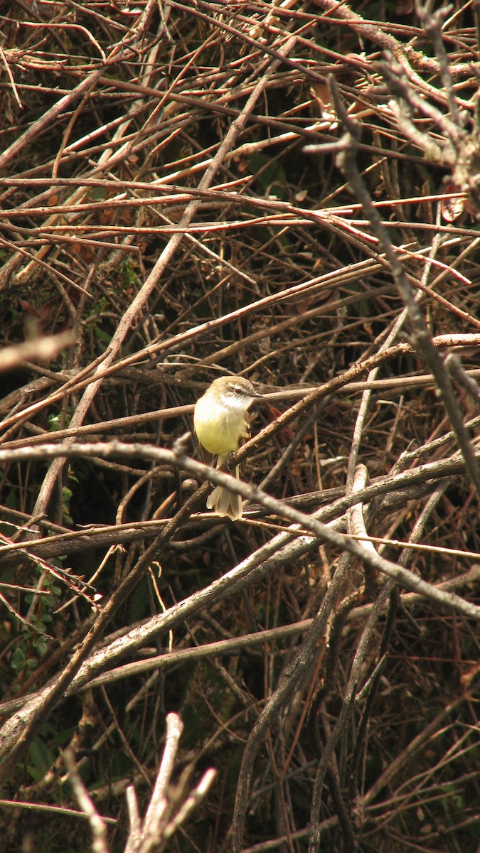 Tyranneau à gorge blanche - ML580636551