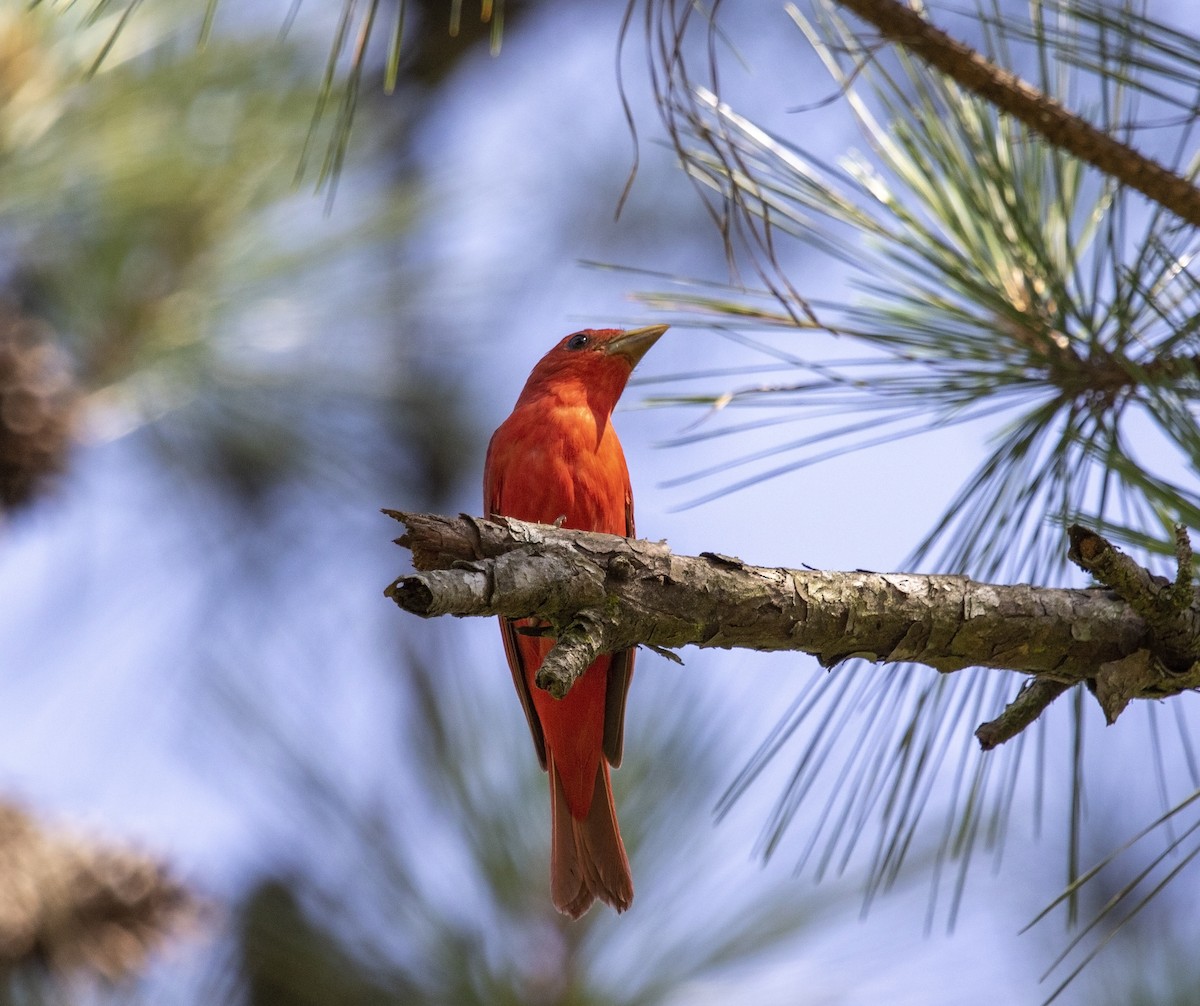 Summer Tanager - ML580637201