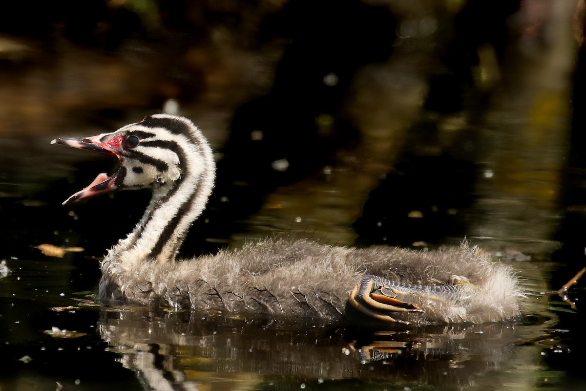 Great Crested Grebe - Frank Thierfelder