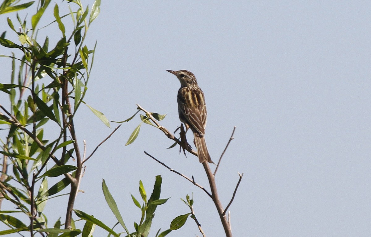 Correndera Pipit - ML580638041