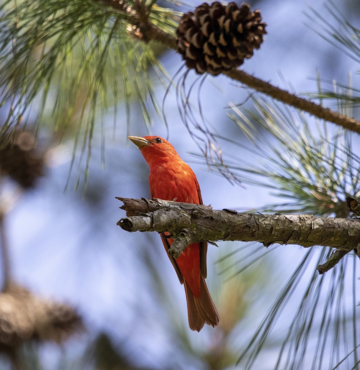 Summer Tanager - ML580638271