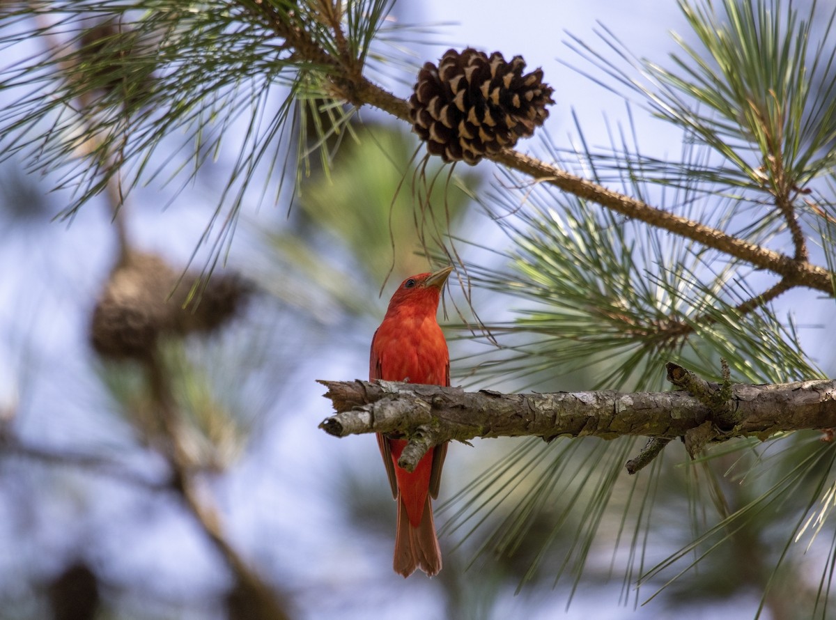 Summer Tanager - ML580638291