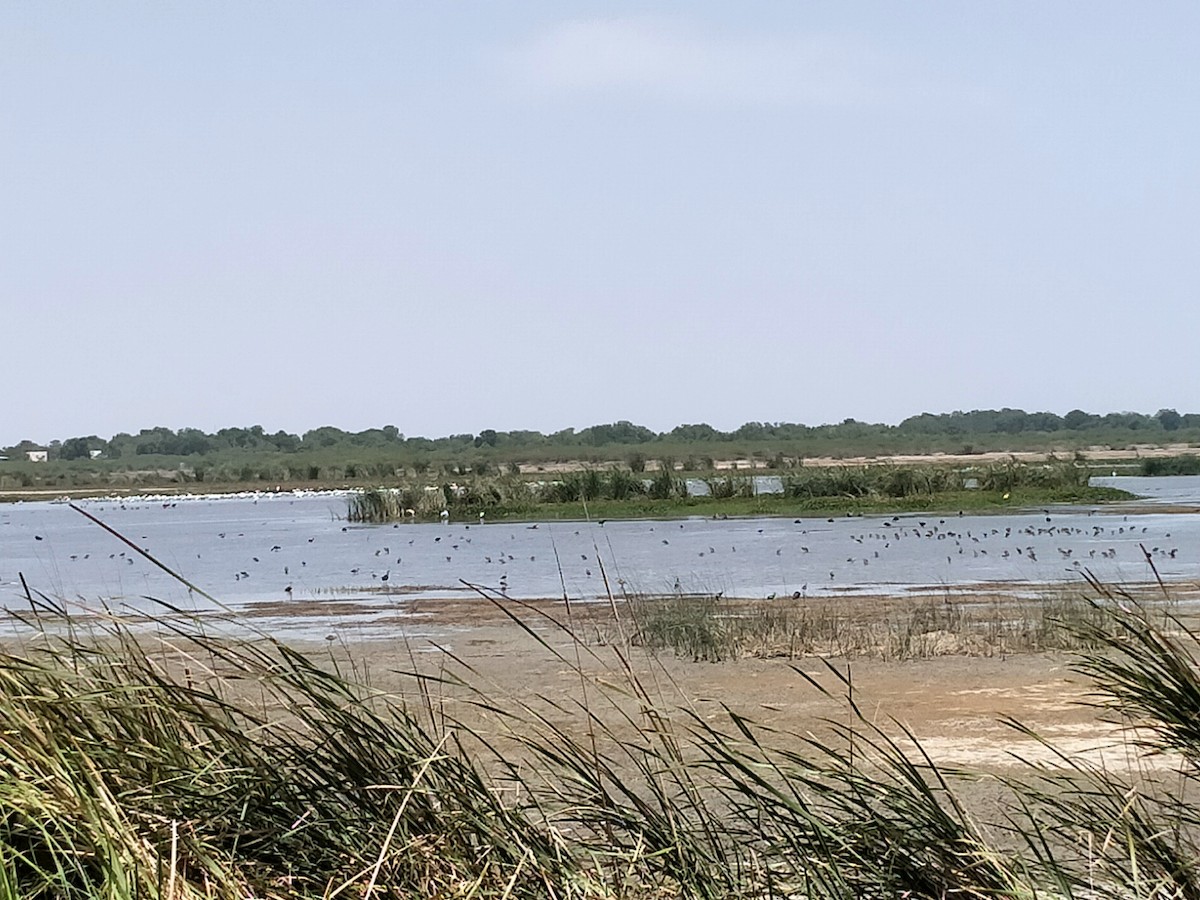 Black-tailed Godwit - ML580638381