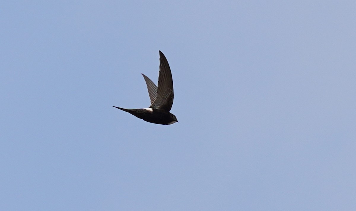 White-rumped Swift - ML580638631