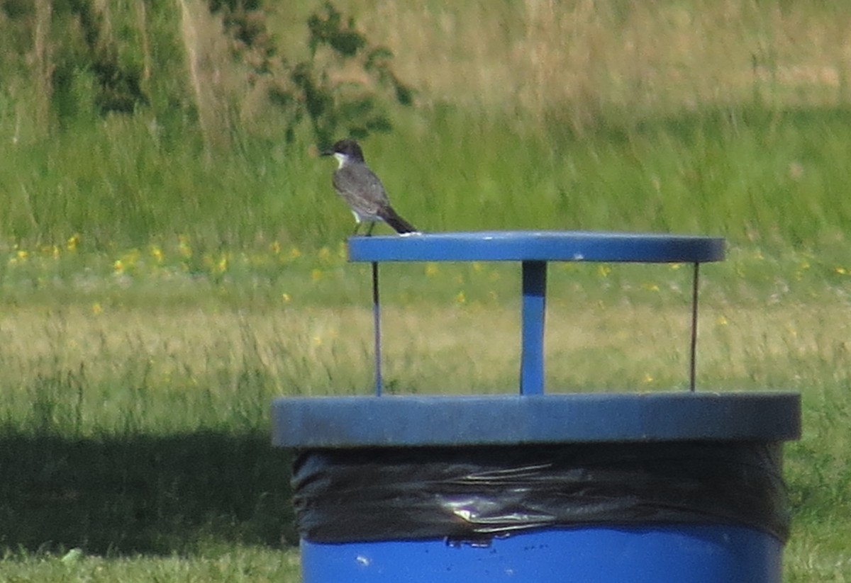 Eastern Kingbird - ML580640641