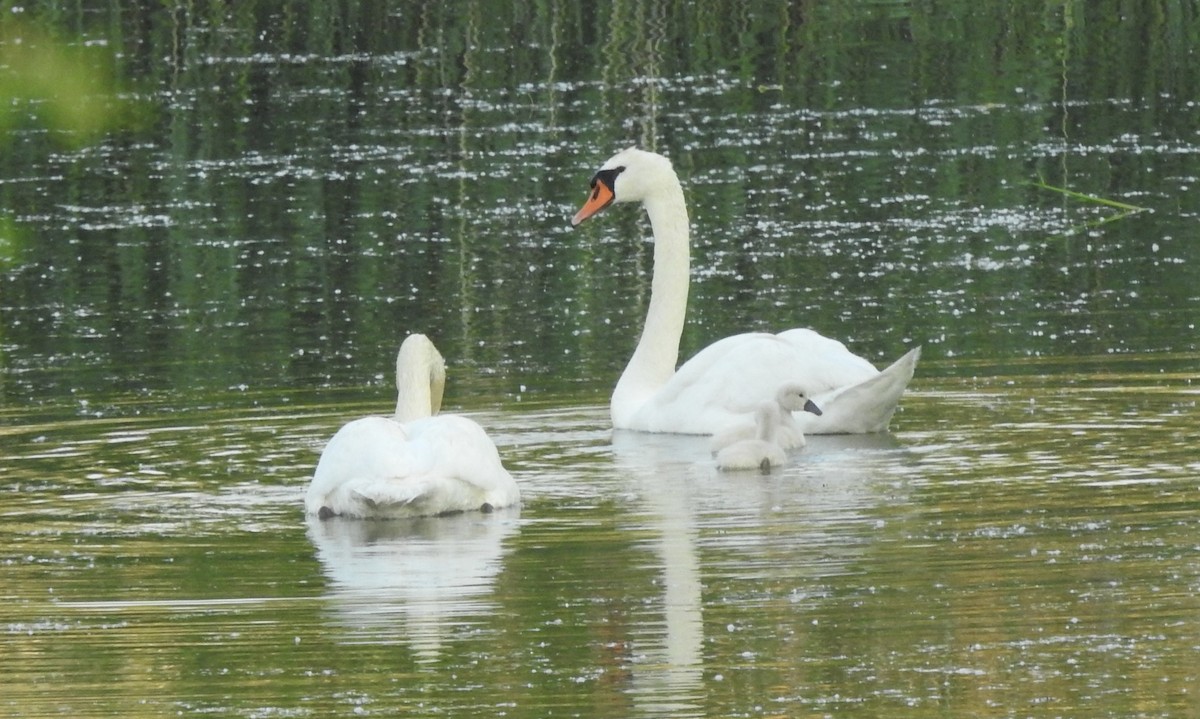 Mute Swan - Noam Markus