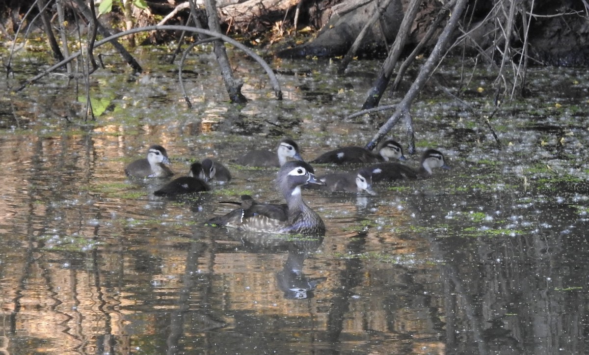 Wood Duck - ML580640791