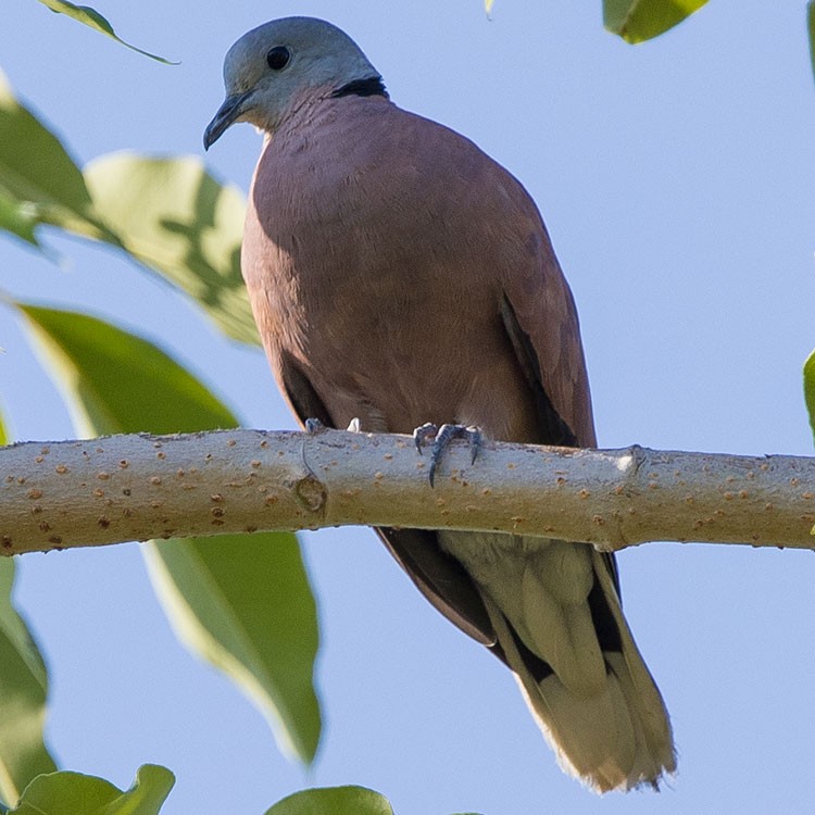 Red Collared-Dove - ML580640851